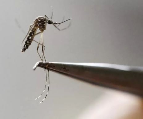 Piauí notifica 94 casos de dengue em 2019