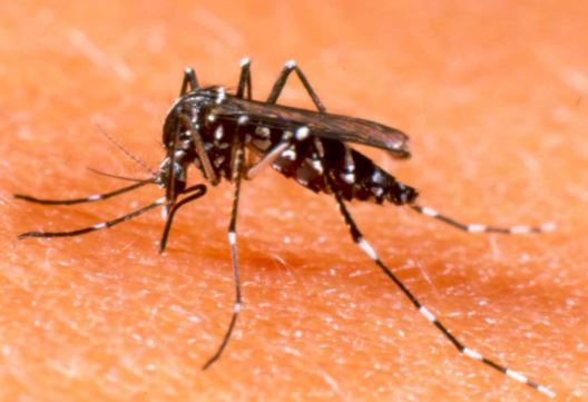 Aumentam em 60,6% os casos de dengue no Piauí