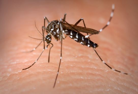 Saiba quais os remédios contraindicados em caso de suspeita de dengue