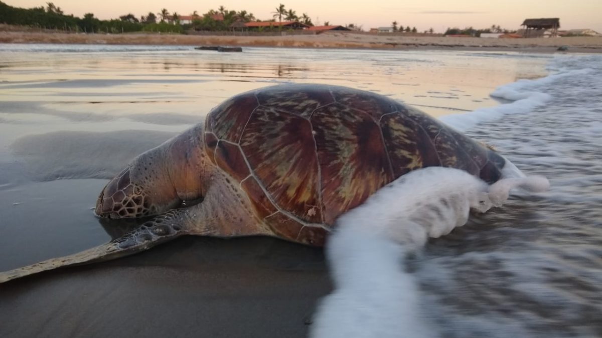 Tartaruga de mais de 10 quilos é encontrada na Praia do Coqueiro