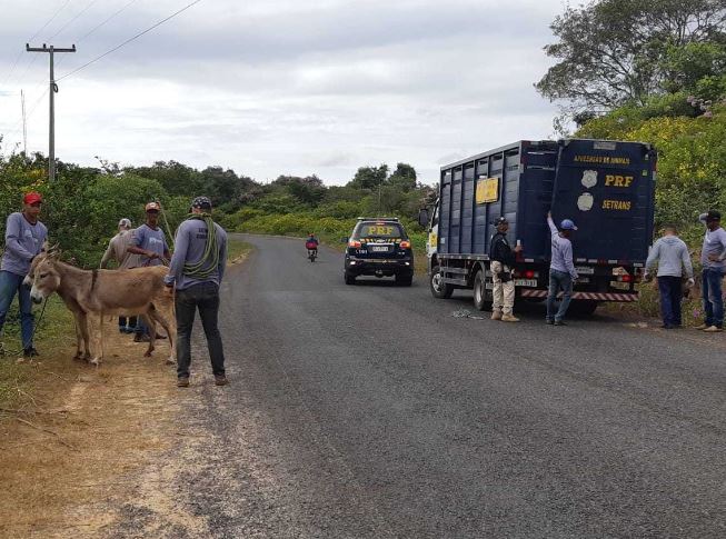 PRF realiza mais uma fase da operação de apreensão de animais no Piauí