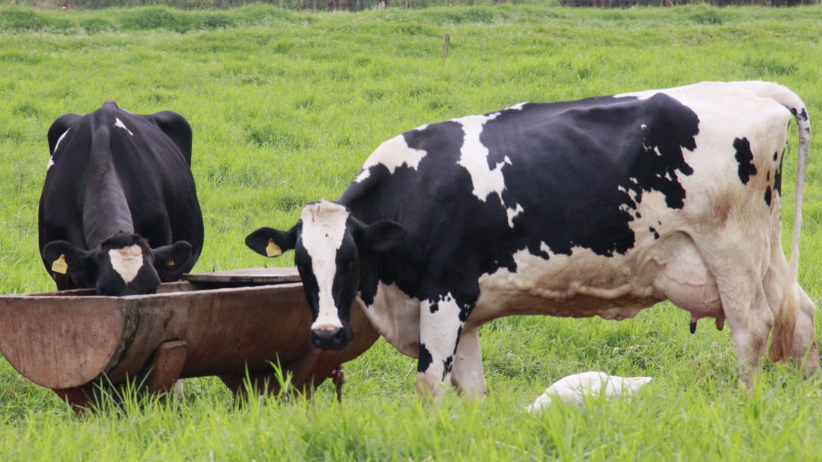 Adapi garante qualidade do leite comercializado no Piauí
