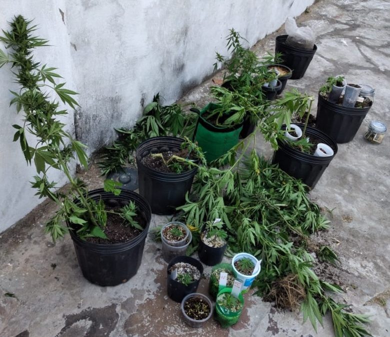 Homem que cultivava maconha em casa é preso em Parnaíba