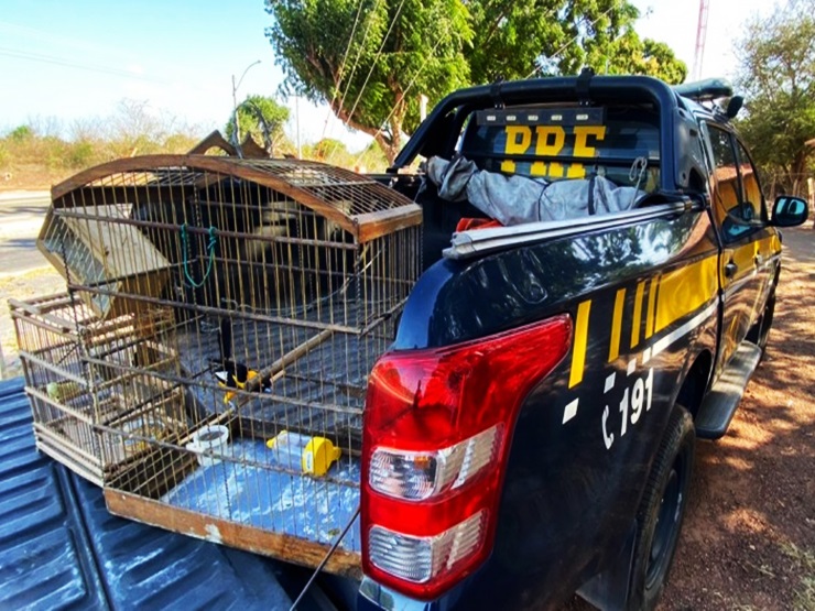 PRF resgata pássaros silvestres em situação de maus-tratos e autua dois homens por Crime Ambiental