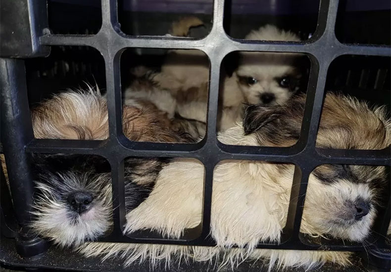 Mais de 10 cães são resgatados em ônibus que vinha para Parnaíba