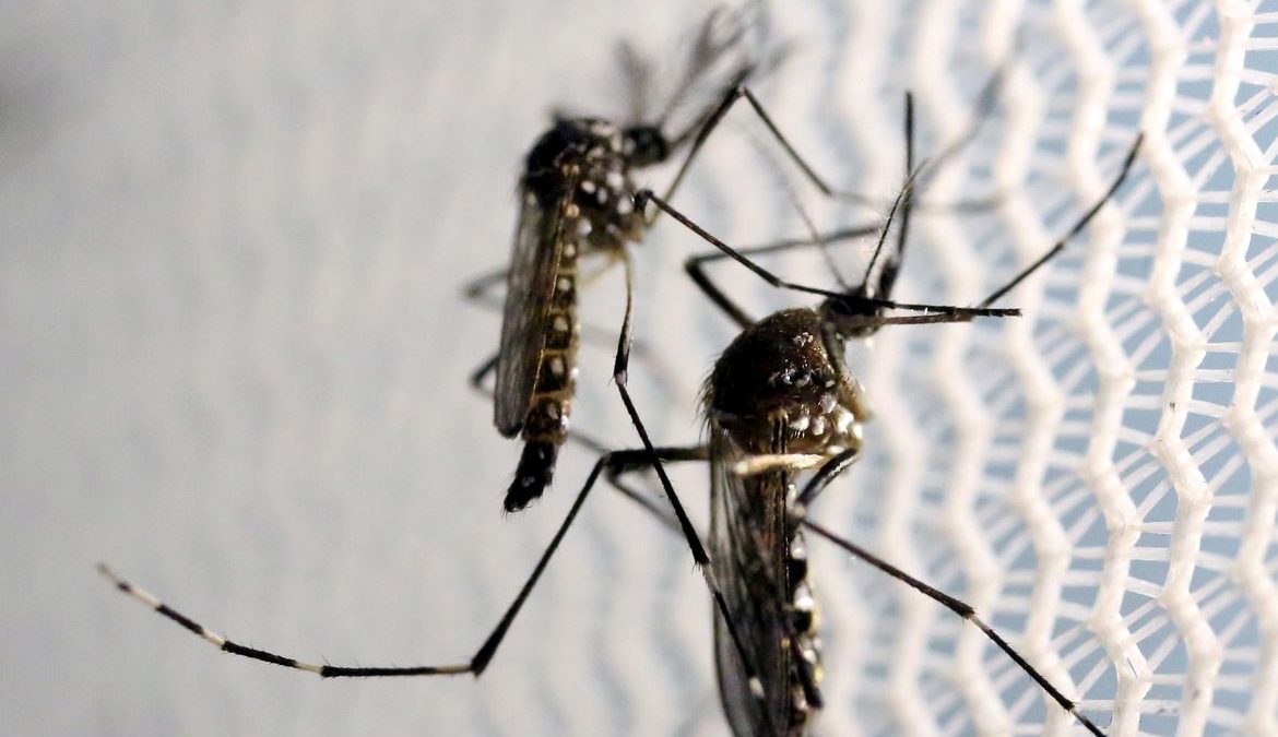 Aumenta preocupação com doenças ligadas ao Aedes aegypti no verão