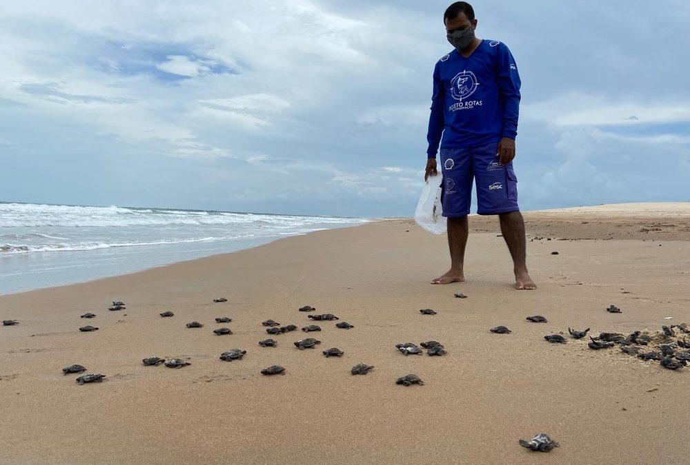 Mais de 70 tartarugas-de-pente nascem em praia de Luís Correia