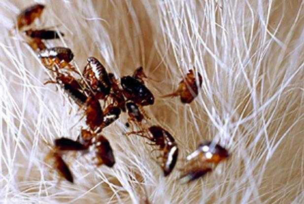 Cuidados com pulgas e carrapatos devem ser mantidos durante o inverno