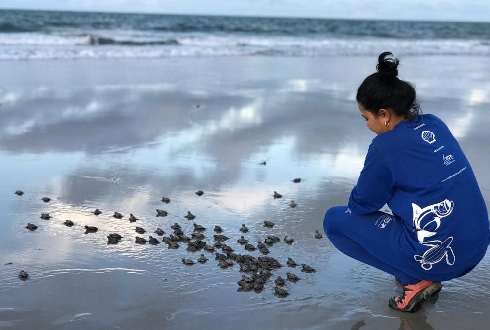 Mais de 2 mil filhotes de tartarugas marinhas são liberados ao mar no Piauí