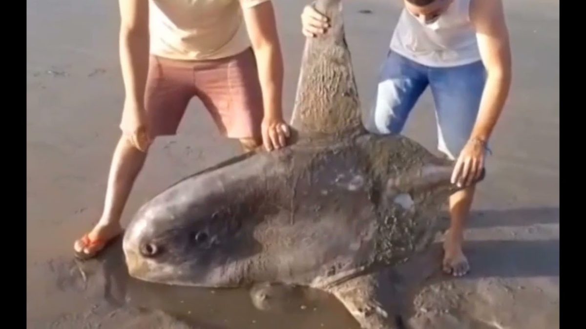 Grande peixe raro em forma de disco é encontrado encalhado na Praia do Coqueiro