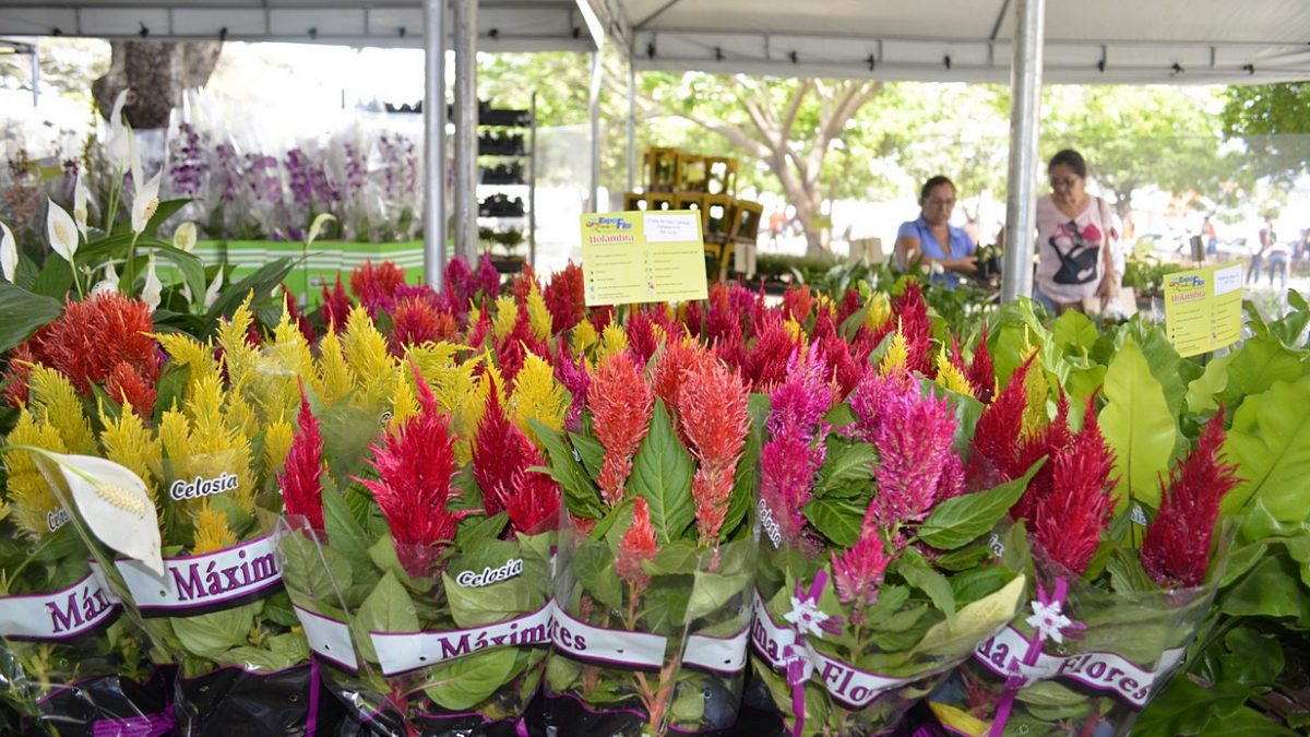 Parnaíba recebe Festival Flores de Holambra que oferece vasta variedade de plantas