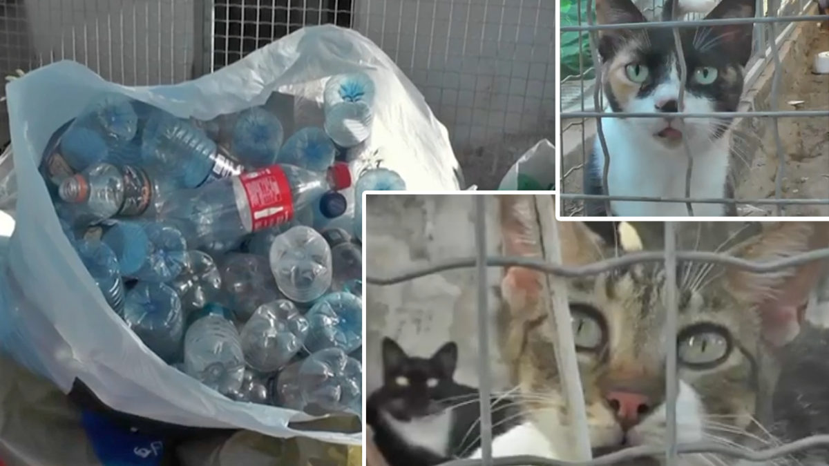 Projeto em Parnaíba arrecada material reciclável para custear castração de animais de rua