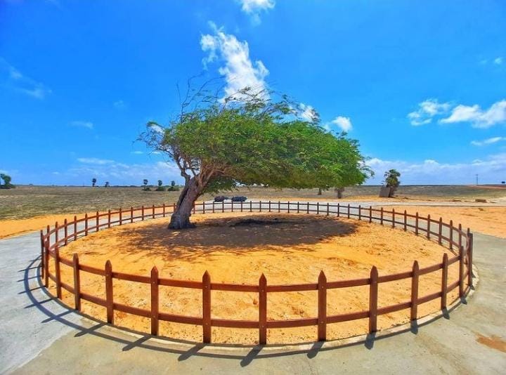Árvore Penteada, no Litoral do Piauí, é reconhecida patrimônio histórico e ambiental