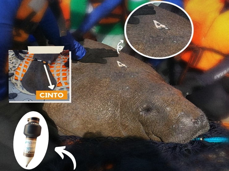 ONG procura peixe-boi fêmea que perdeu item de monitoramento