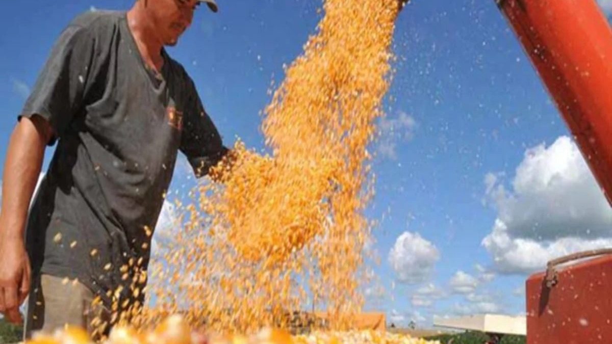 Piauí possui seis municípios entre os 100 maiores produtores de milho
