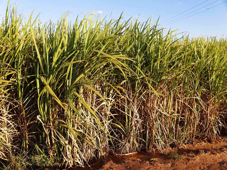 Em 21 anos, a produção de cana-de-açúcar cresce 180% no Piauí