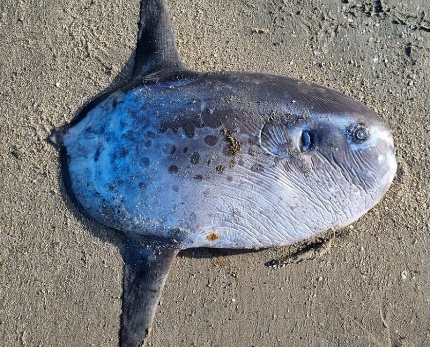 Peixe raro é encontrado morto encalhado em Cajueiro da Praia