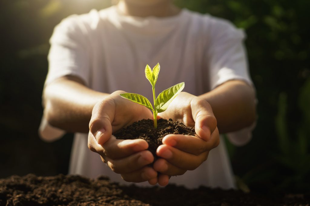 children caring young plant. hand holding small tree in morning light