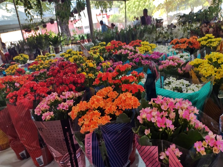 Feira de flores estimula comércio e apoia ações filantrópicas em Parnaíba