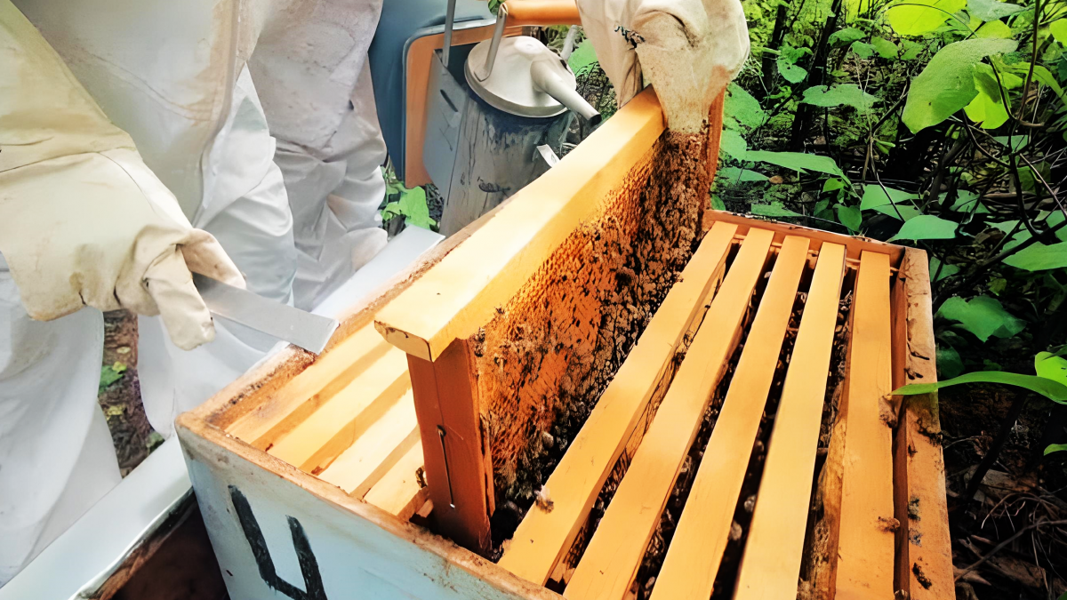 Piauí lidera produção e exportação de mel em ranking nacional