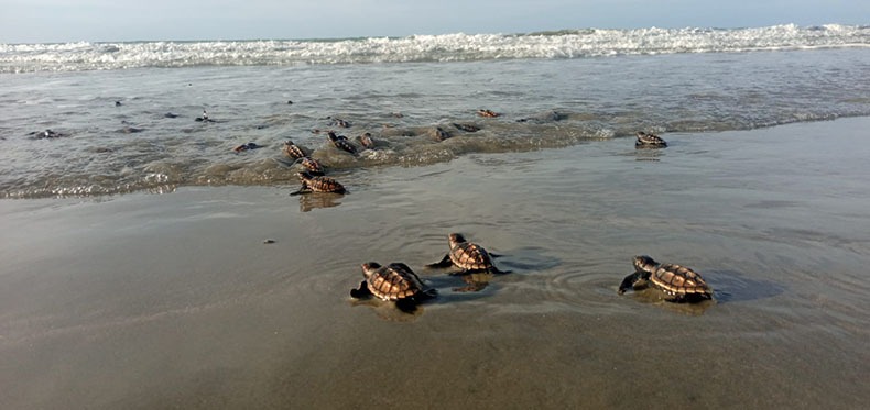 Mais de 300 filhotes de tartarugas marinhas nasceram no litoral do Piauí