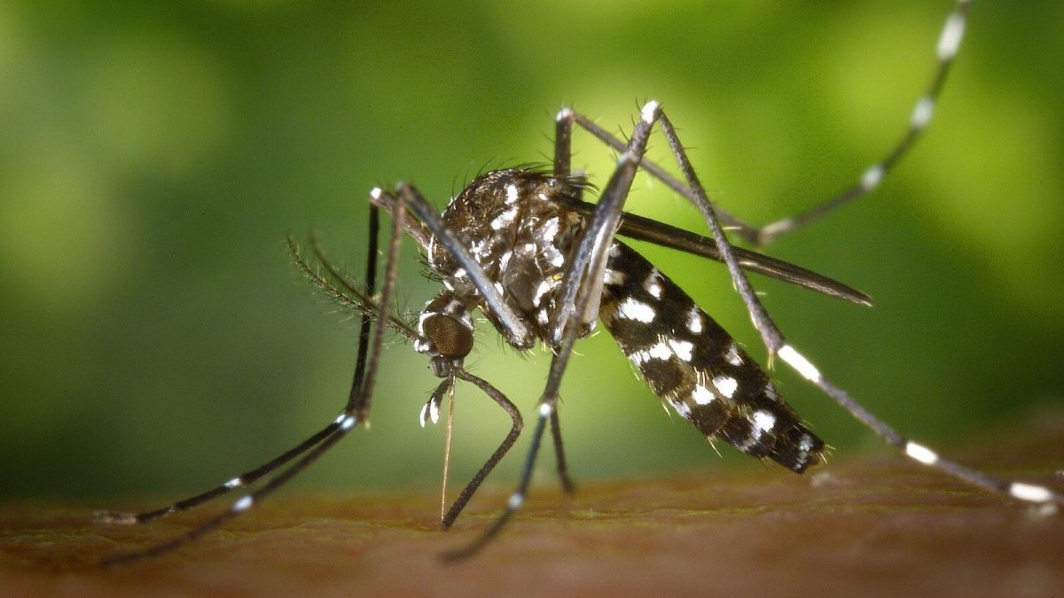 Piauí registra redução dos casos de Dengue, Zika e Chikungunya
