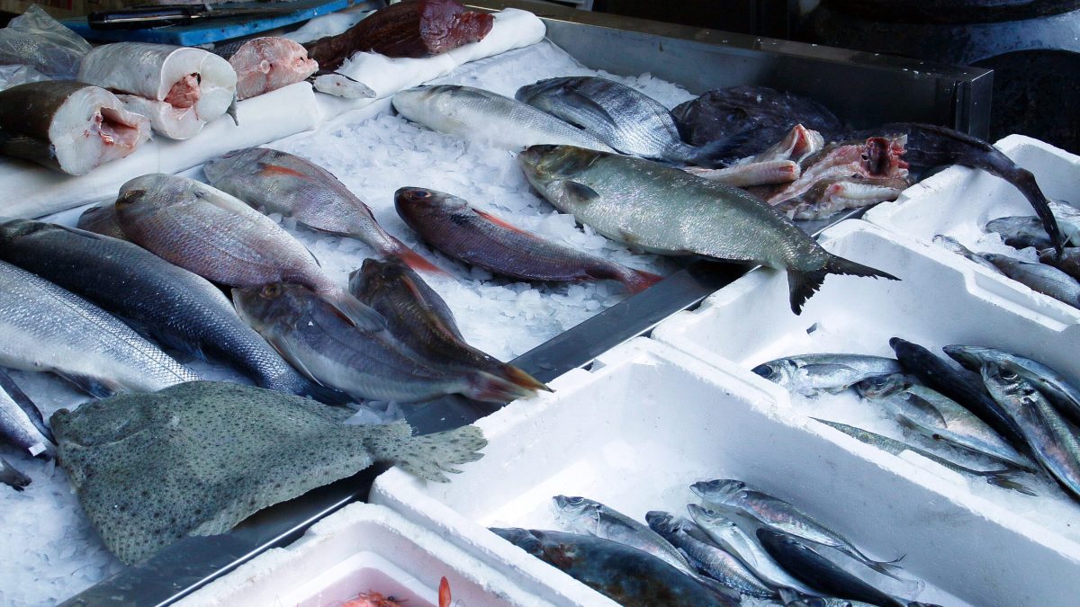 Qualidade dos pescados é fiscalizada em Parnaíba