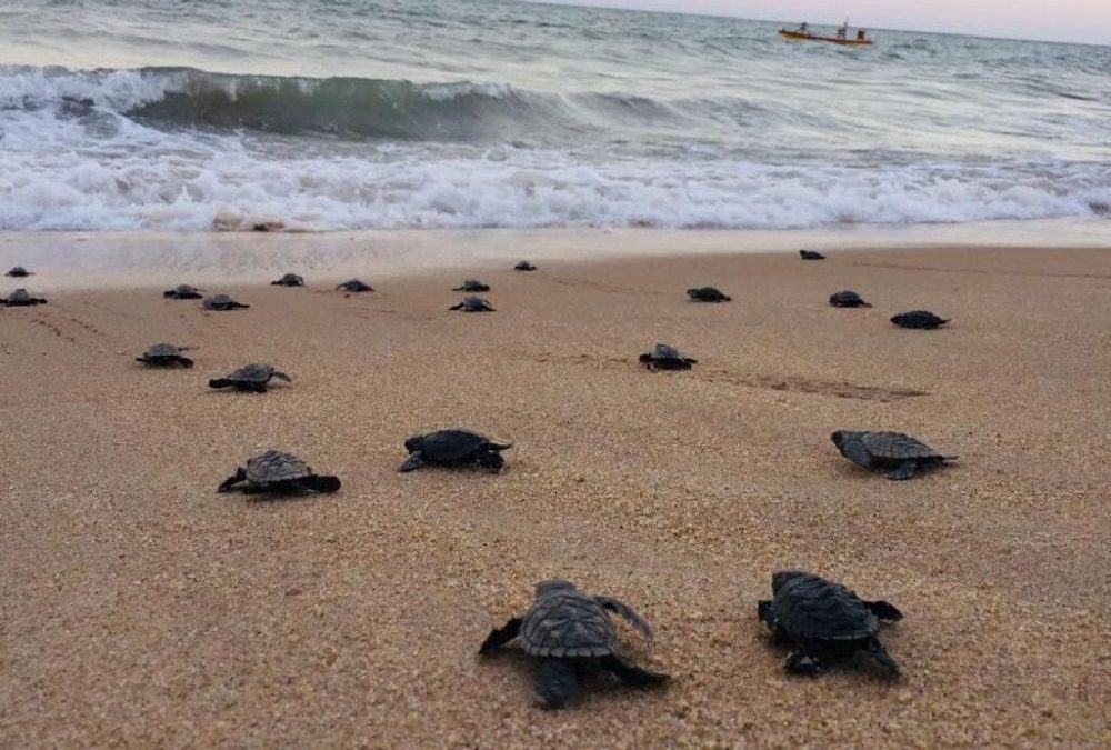 Mais de 140 filhotes de tartaruga nascem no litoral do Piauí