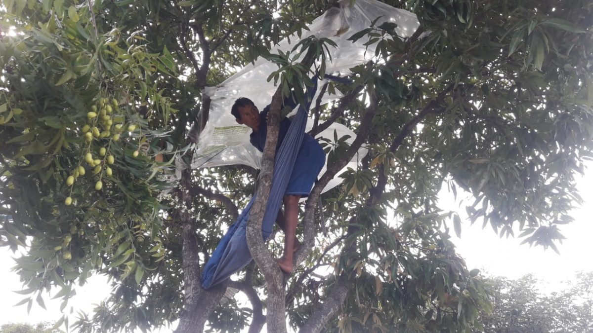 Homem que vivia em árvore na Av. Pinheiro Machado segue desaparecido