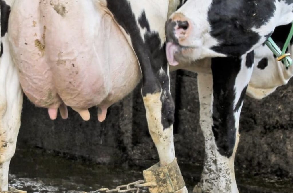 Produção de leite encolhe cerca de 22% no Piauí