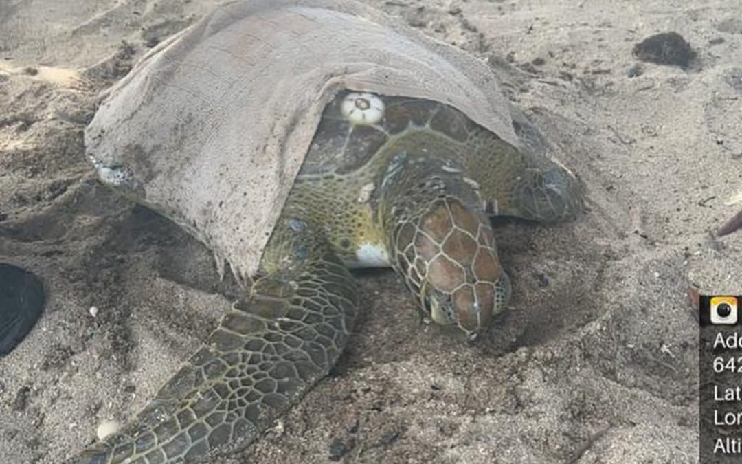 Tartaruga-verde é resgatada no município de Cajueiro da Praia
