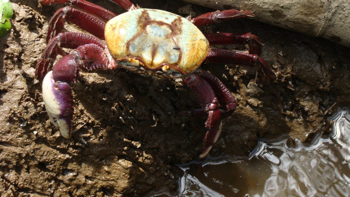 Comercialização de caranguejo é proibida na APA do Delta durante o defeso