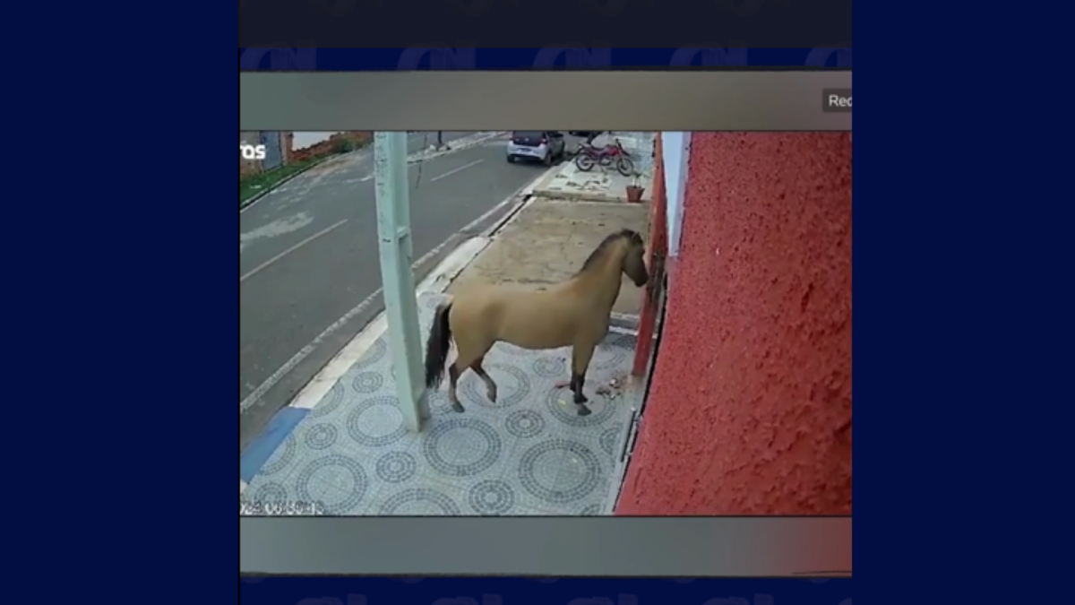 Cavalo quebra porta de clínica a coices em São Luís do Piauí