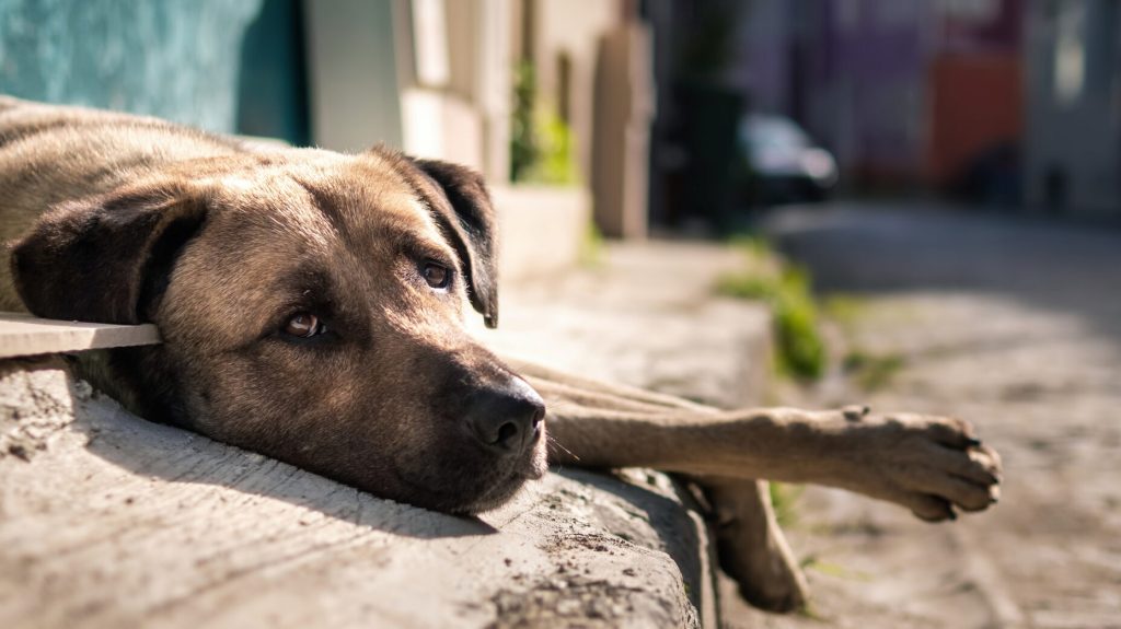 Turkish local stray dog with sad eyes looking at the camera on the street