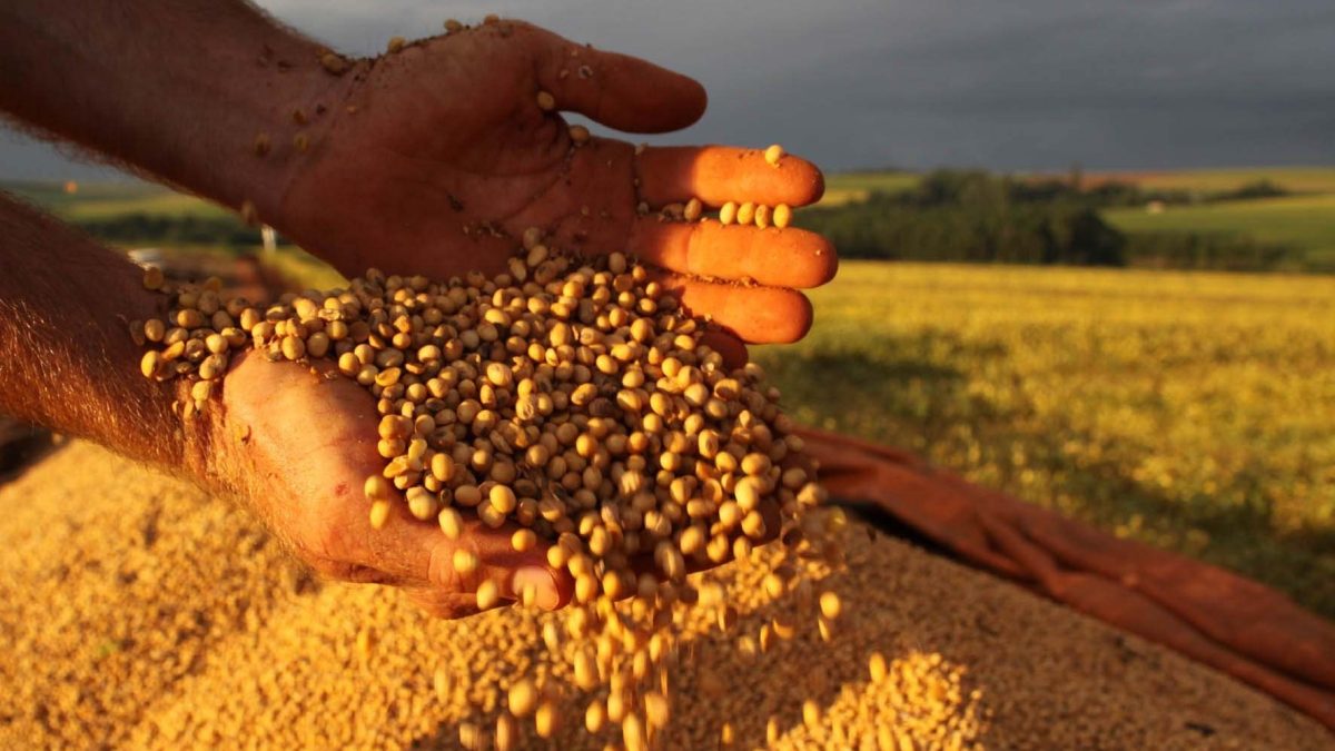 Produção de grãos do Piauí deve ter queda de 7,5% em 2024
