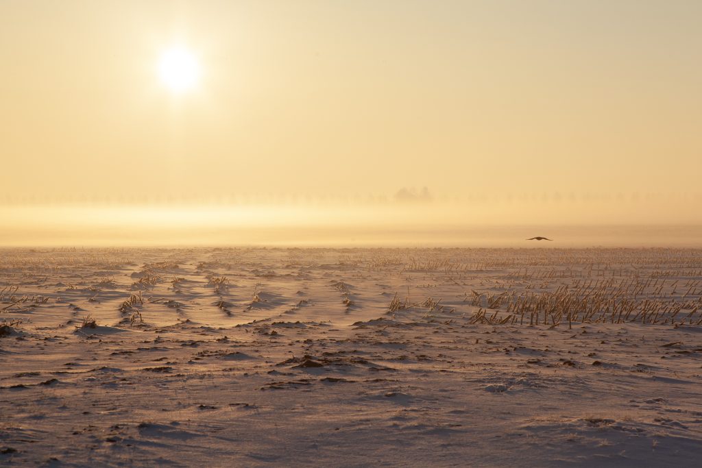 An empty snowy field with mist and a foggy background