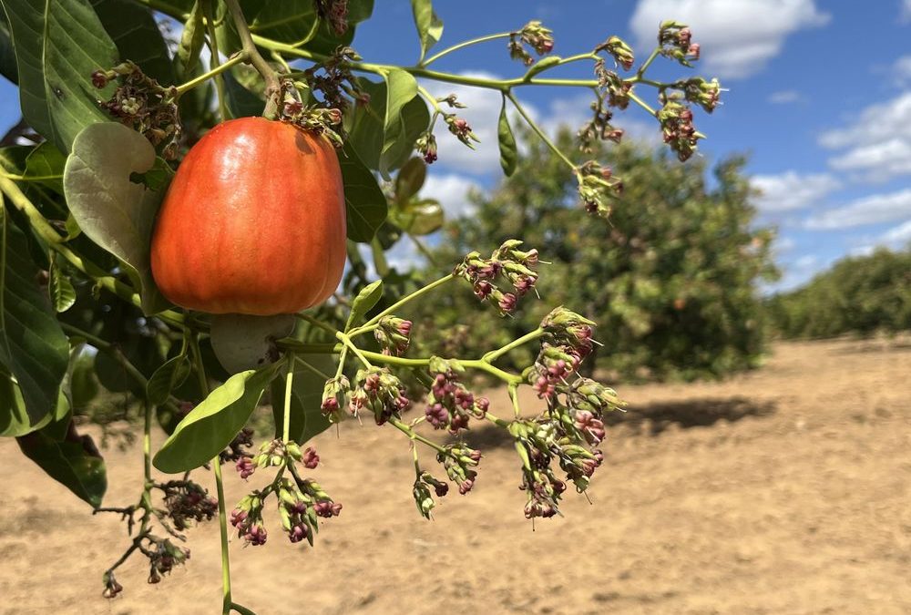 Com aumento na produção de caju, Piauí tem a 2ª maior área plantada no Brasil