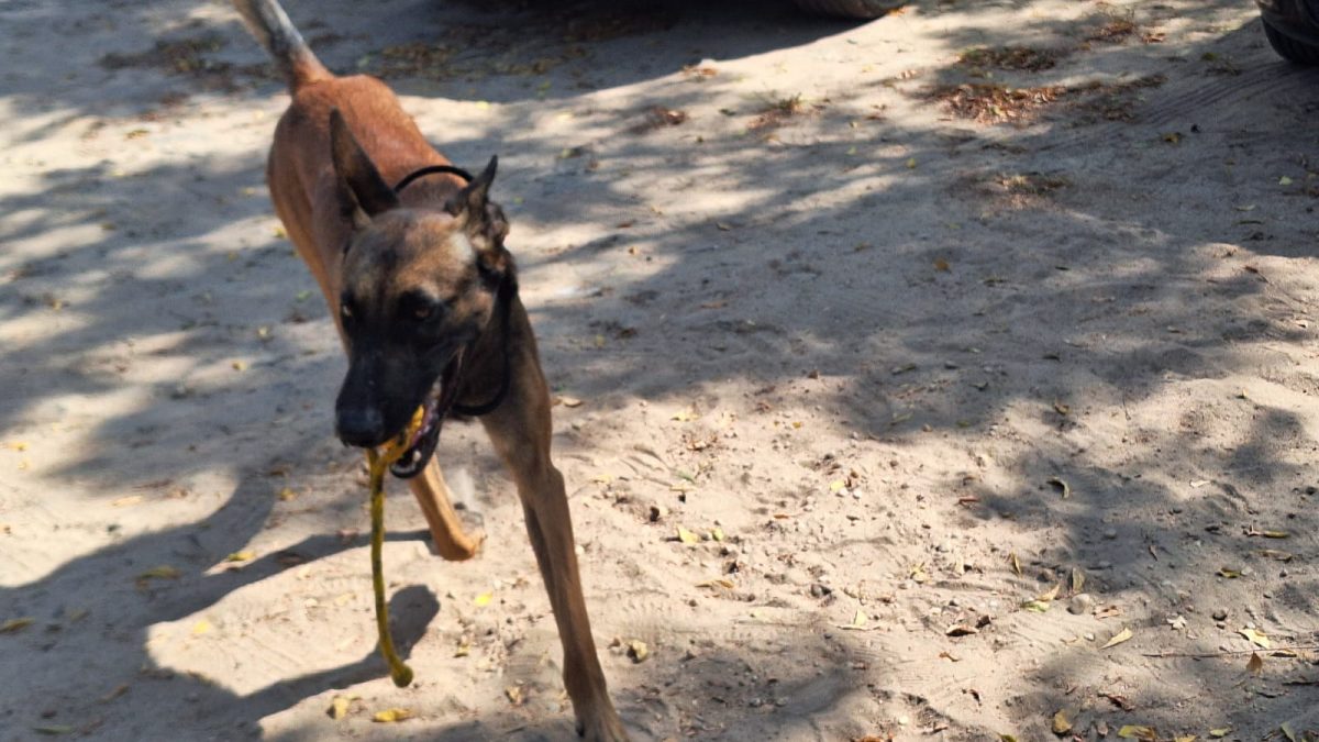 Parnaíba: cão da PM em treinamento demonstra habilidades promissoras para operações policiais