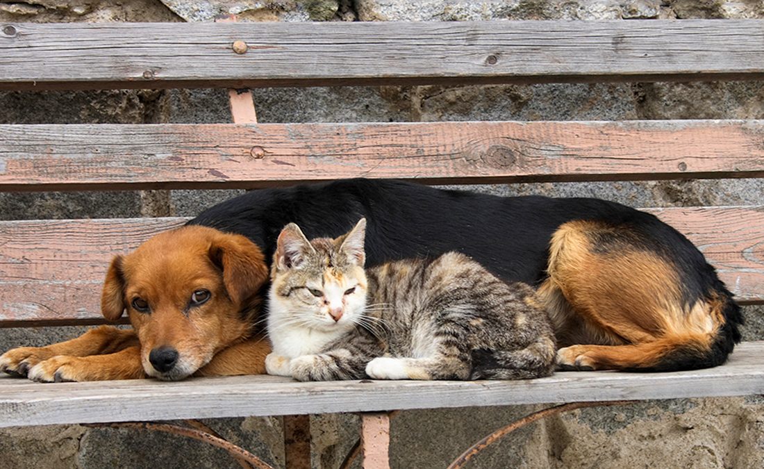 Estudo revela que 25% dos cães e gatos no Brasil estão sem teto