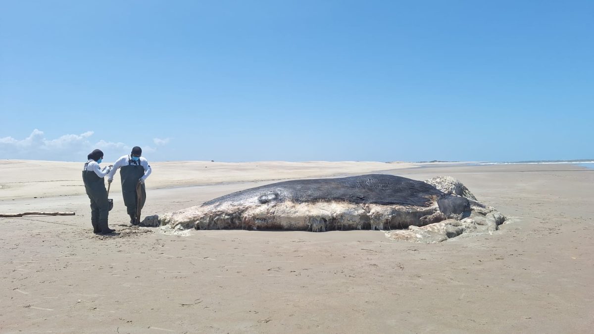 Baleia em decomposição encalha na Praia de Maramar, em Luís Correia