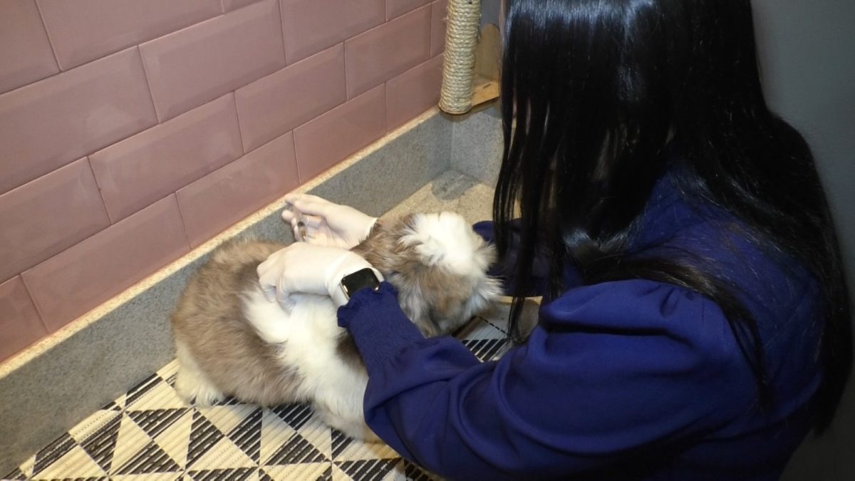 Vacinas de rotina: A importância da proteção anual para cães e gatos