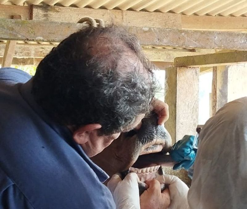 Piauí atualiza diretrizes contra febre aftosa para fortalecer vigilância agropecuária