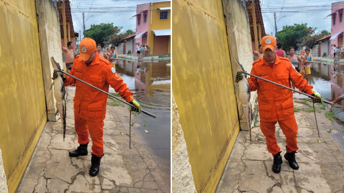 Jacaré é resgatado em área alagada no Bairro do Carmo