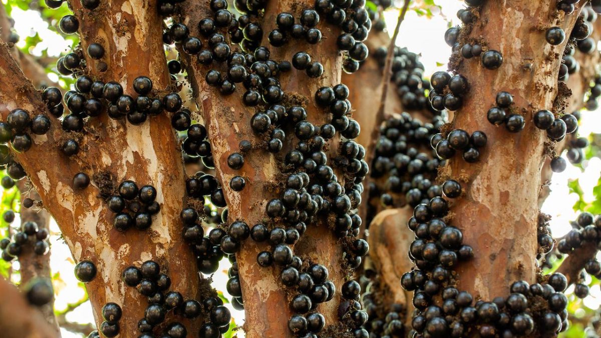 Jabuticaba: a fruta brasileira que traz diversos benefícios para a saúde