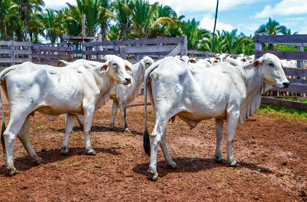 Piauí conquista status internacional de área livre de febre aftosa sem vacinação