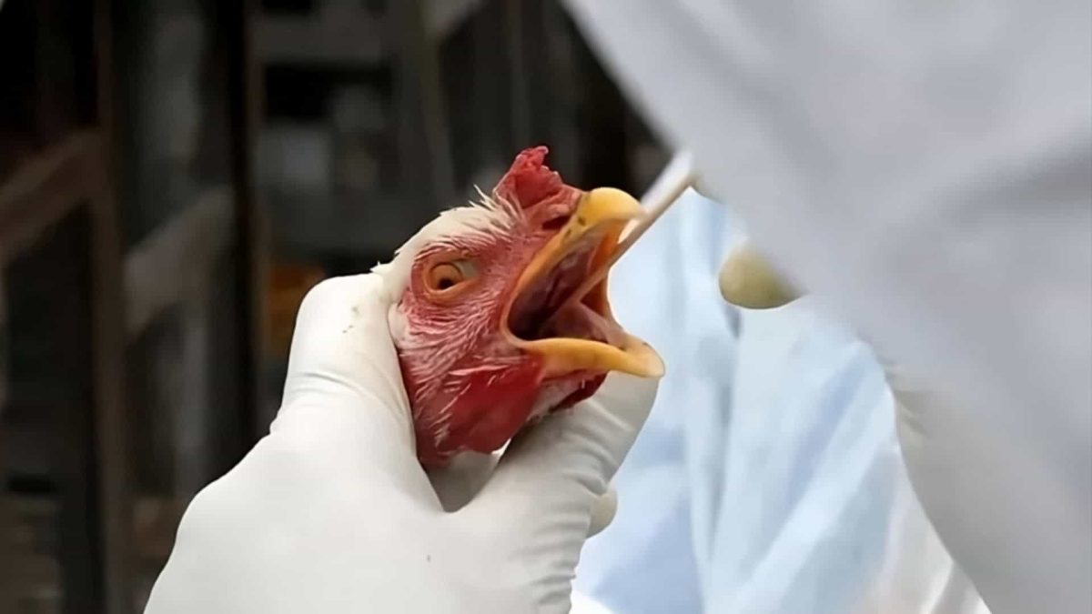 Piauí intensifica prevenção contra gripe aviária após caso confirmado no RS