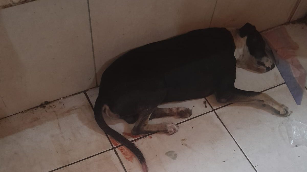 Cão é esfaqueado em feira livre de Parnaíba e caso revolta quem estava no local