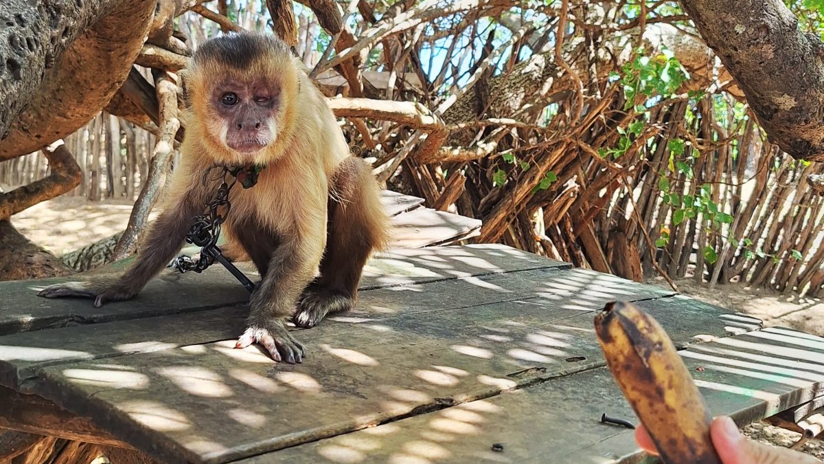 Macaco-prego é resgatado debilitado na zona rural de Luís Correia e entregue ao Ibama