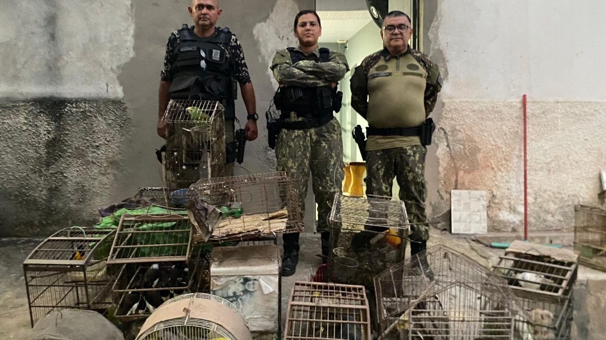 Operação “Canto Livre” flagra cativeiro ilegal com espécies ameaçadas de extinção