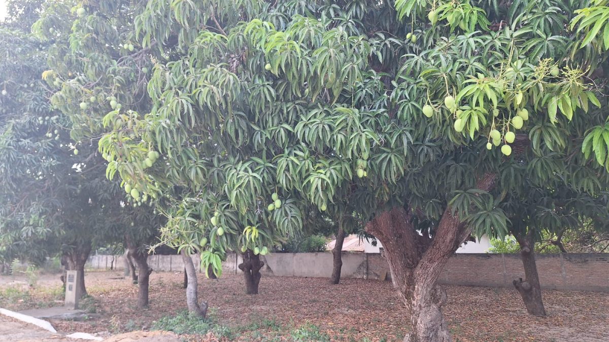 Temporada das mangas movimenta quintais e gera renda extra em Parnaíba